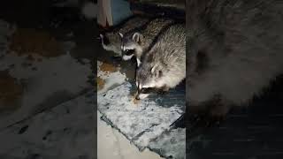 Baby Raccoons shortvideo shorts animals raccoon