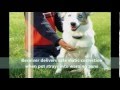 Buy PetSafe PIF-300 Pet Containment System Dog Training Collar! | Buy It On Sale Now In 2016!