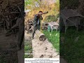 Carrying a Heavy Log Solo – Stick, Rope, and Balance