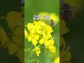 ミツバチはダンスで会話している!? #ミツバチダンス #八の字ダンス