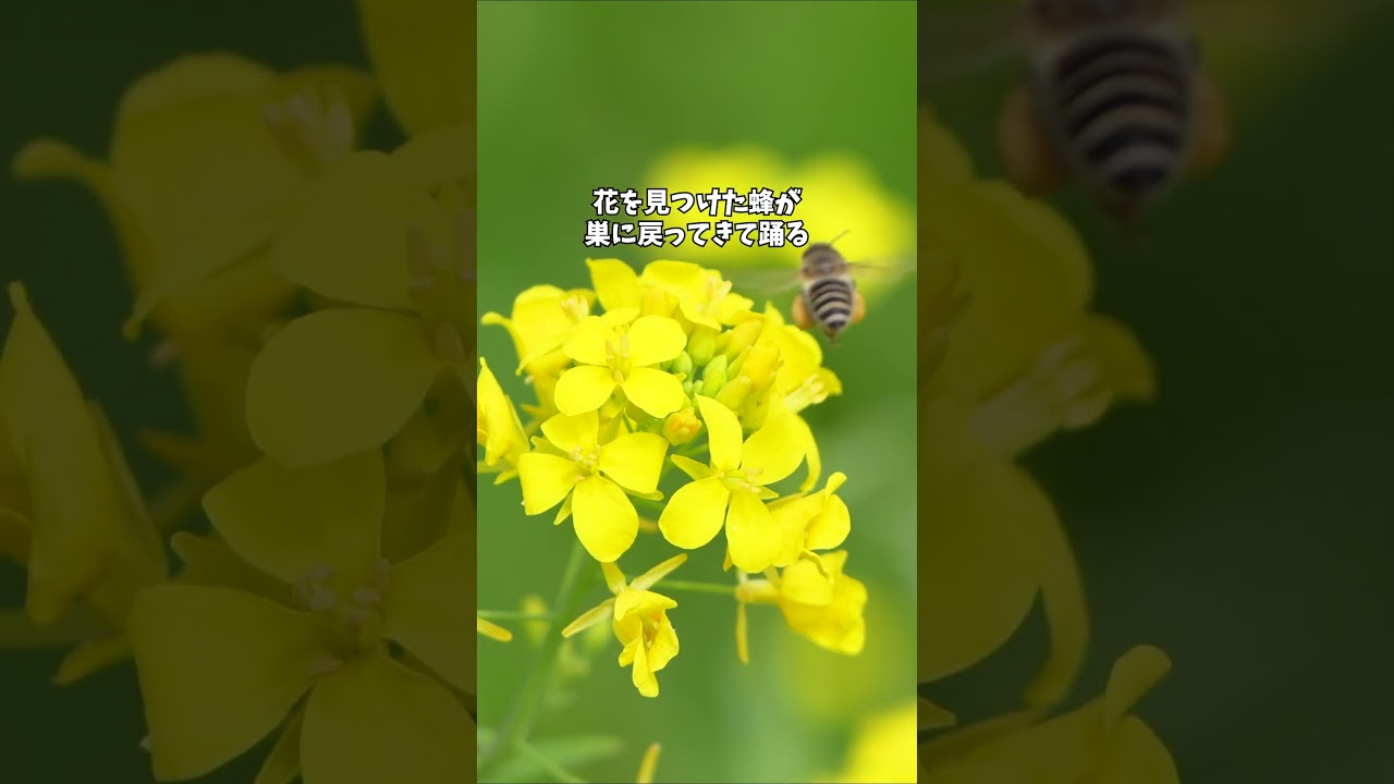 ミツバチはダンスで会話している!? #ミツバチダンス #八の字ダンス