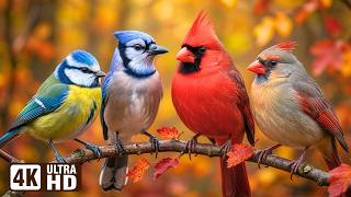 Beautiful Birds in Autumn 🍂 Nature's Most Relaxing Sounds for Stress Relief | Forest in Autumn 🍁Calm