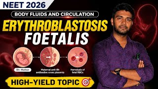 Erythroblastosis Foetalis | Rh Incompatibility | Body Fluids and Circulation | NEET 2026 Biology