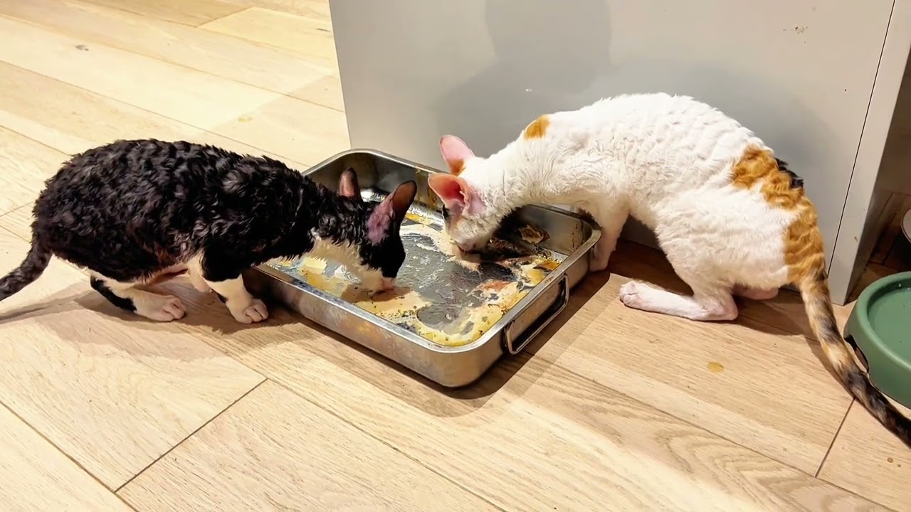 ​A Rare Connection: The Heartwarming Moment Lyric and Cadenza Bonded 🐾✨ 