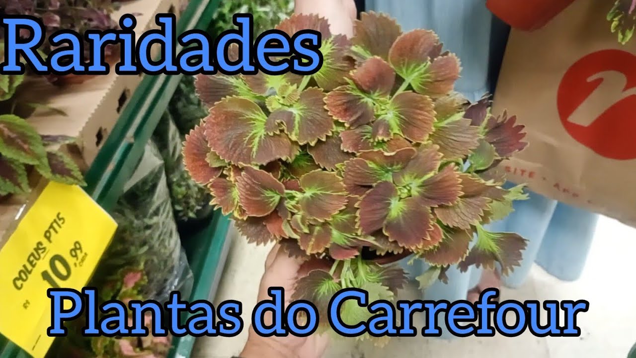 Fui no Carrefour e Me Surpreendi com as Plantas! 🌿✨