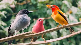 Tranquil Bird Symphony | 3 Hours of Calm Bird Sounds for Studying, Sleeping, or Unwinding
