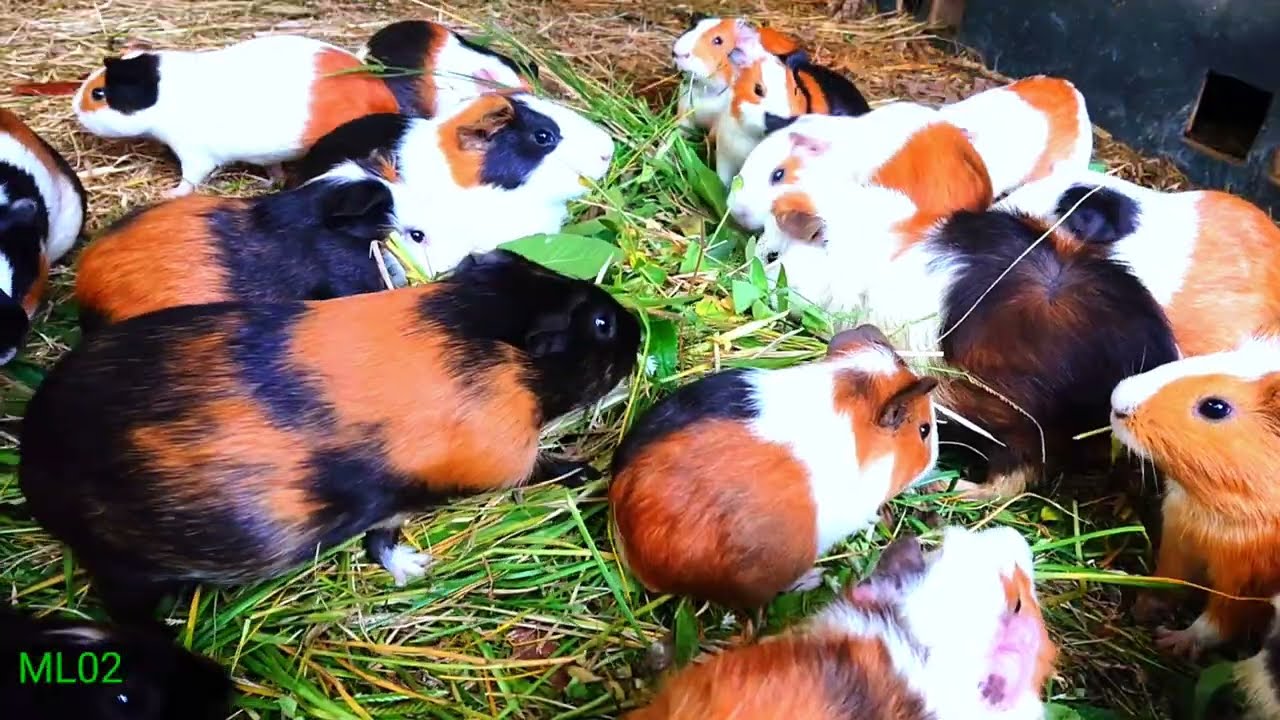 asmr|marmut lucu mukbang rumput hijau segar kemriyuh..?