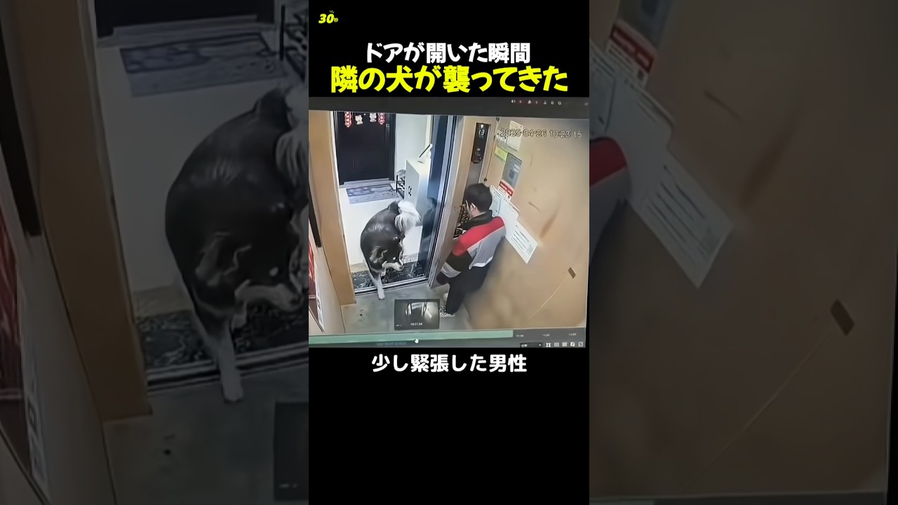 迷惑な飼い主に見てほしい動画