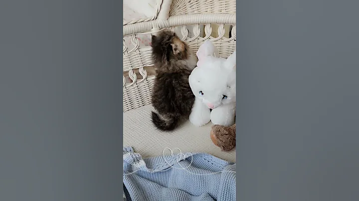 Video 8473631: persian kitten cats catlover, persian cats kittens kitty, persian kittens cutekittens, persian cat baby kitten, persian cat kitten playing