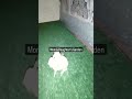 اغنية أمازيغية شلوح طائر كي خمم 