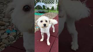 You Won't Believe Rathlin's Incredible Transformation!  #dog #rescue #story