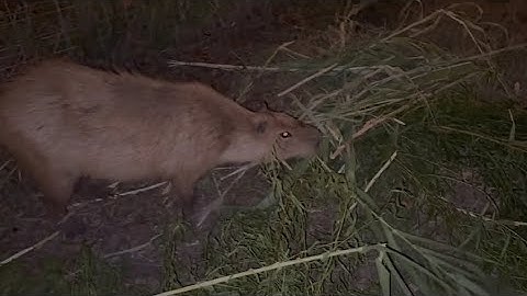 The Capybaras Love Stealing Beavo