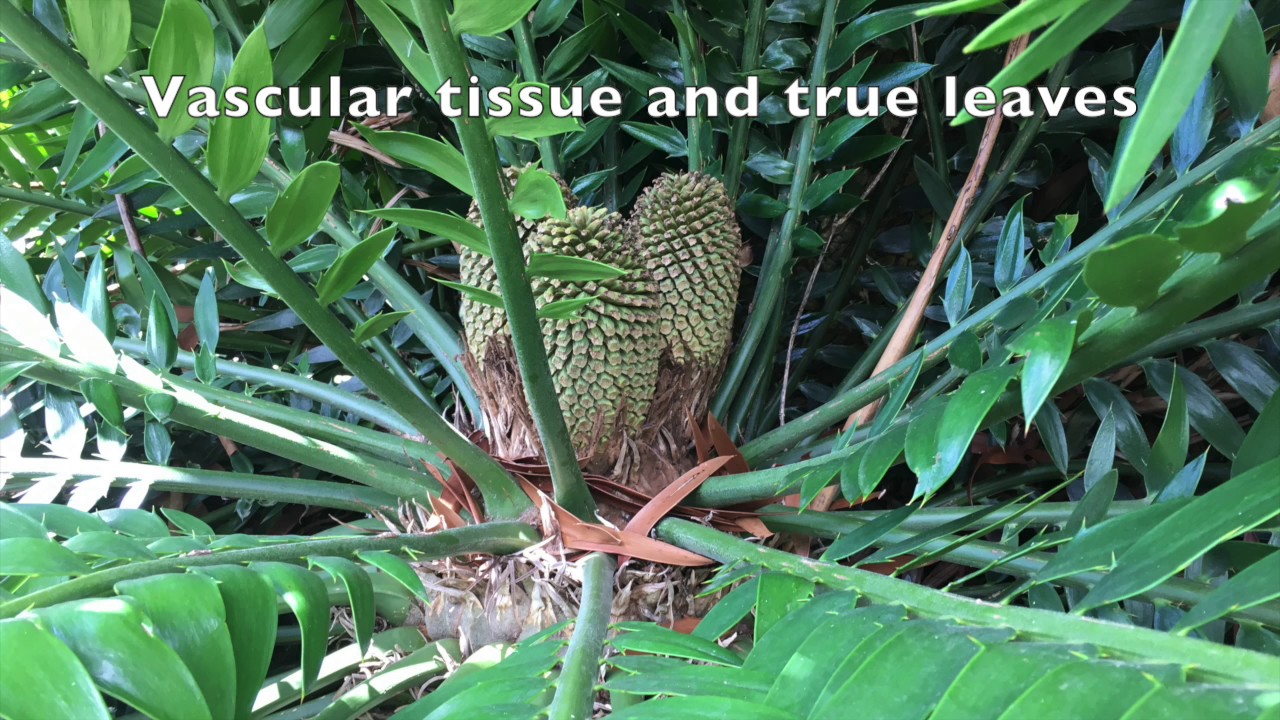 Plants Movie School Project GONE WRONG!!!!!!!!!!!!!?