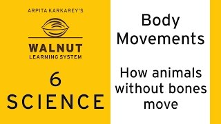 6 Science - Body movements - How animals without bones move