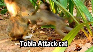 Emotional Protect Brother Tobia Run Very To Fight Cat | Tobia Don't Cat Near zHis Sister ALBa