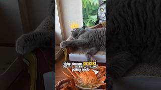 Download Lagu Kucing Ini Cuma Rebahan, Tapi Lihat Saudaranya!😱 MP3 Download Lagu Kucing Ini Cuma Rebahan, Tapi Lihat Saudaranya!😱 MP3