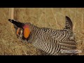 Male chorus of greater prairie-chickens