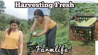 Daming Bunga,Ang Sarap Mamitas|From Farm To Table|Farmlife by Avril's Channel 337 views 11 months ago 2 minutes, 18 seconds