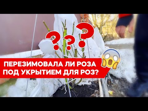 Укрытия для роз зимний домик. Как перезимовали розы?
