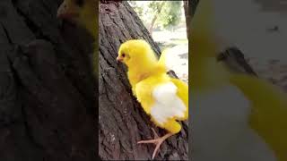 Wow baby hen funny moment | funny chicks video || coloured chicks | chicken hen baby part 1 #shorts
