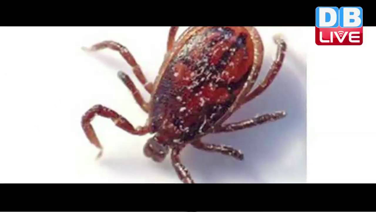 DB LIVE | 29 SEPTEMBER 2016 | Scrub typhus claims 24 deaths in HP