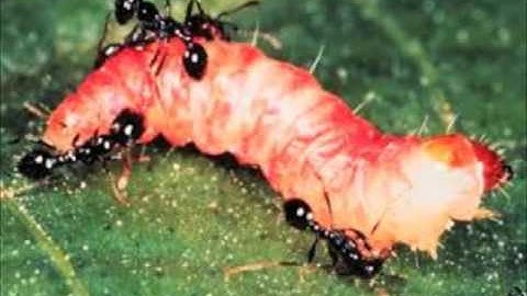 5 1 5 Farmer friends- రైతు మిత్రులు