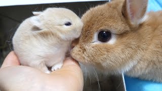 Too cute mom gave birth to too cute babies. [Netherland Dwarf]