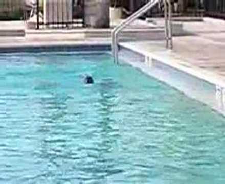 watershed For Michelle, Orlando Class: Jumps calmly into deep