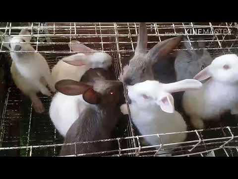 فيديو: ركود الجهاز الهضمي في الأرانب - متلازمة كرة الشعر في الأرانب - انسداد الأمعاء في الأرانب