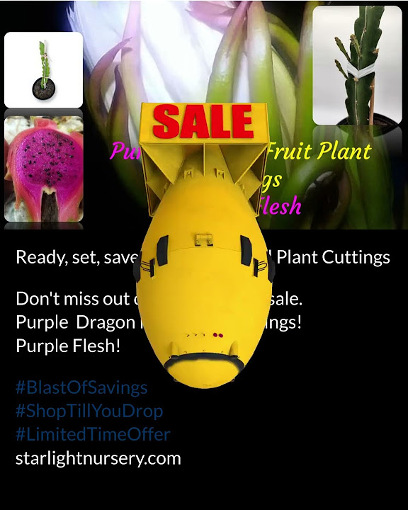 Purple dragon fruit plant cuttings sale youtube