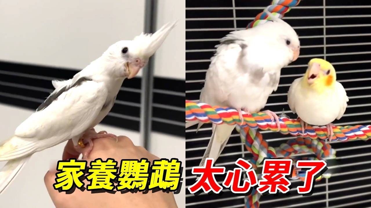鸚鵡毛長齊了卻讓人想往下薅！找個鳥老師教牠們斷奶還把老師帶跑偏了！太心累了【王小怪】