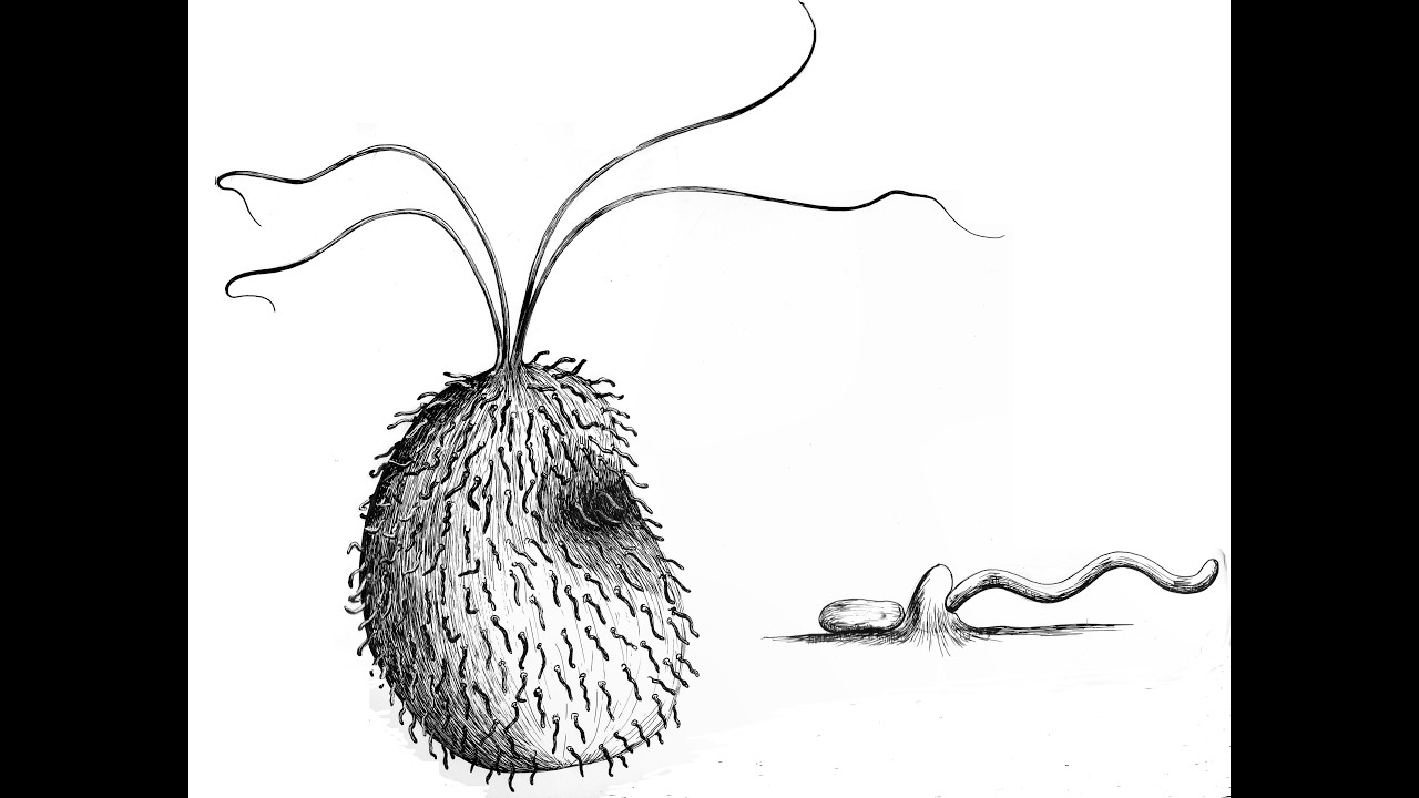 The Puzzle of Mixotricha Paradoxa