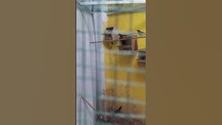 puasa siang hari menikmati suara burung bersautan...adem rasanya