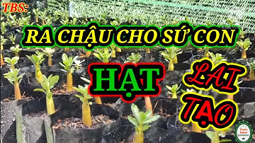 Ra chậu cho sứ con lại tạo - thời điểm nào thích hợp /Truyền bonsai