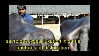 tail dislocation in cattle/sacrococcygeal luxation/fracture  how vet diagnosed  treatment options