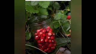 Strawberries Are Collected In Glass Jars