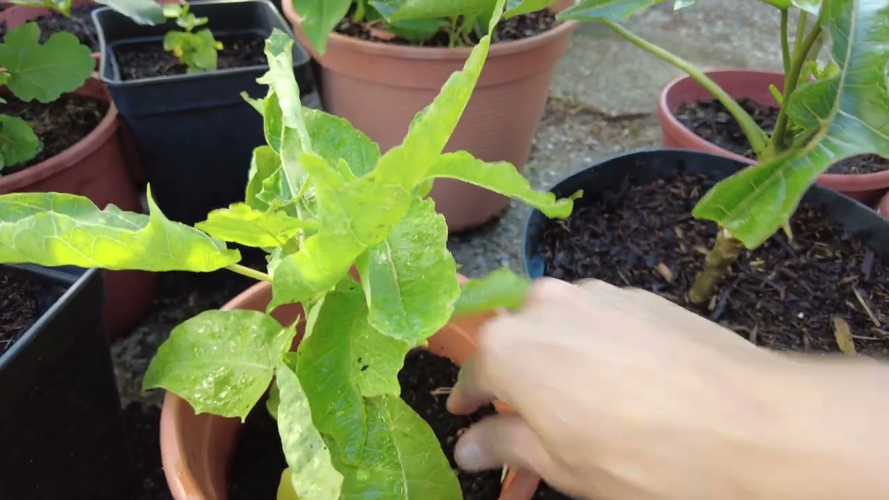 Papaya im Sommer: So entwickelt sie sich wirklich