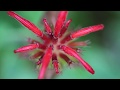 Monarda didyma punctatum fistulosa