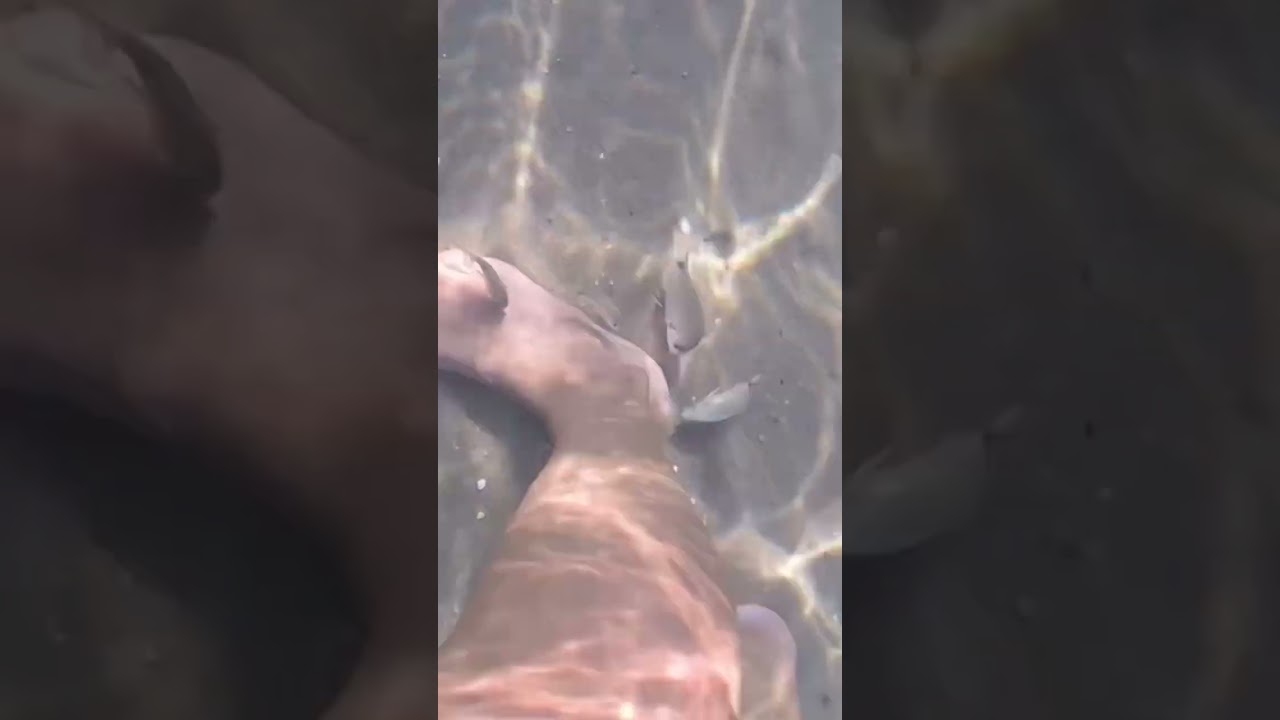 🇬🇷 РЫБЫ - «ЛЮДОЕДЫ»…