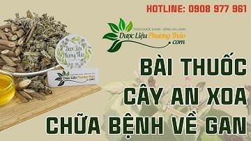 Cách nấu cây an xoa cùng các dược liệu quý hỗ trợ phục hồi các vấn đề về gan | Dược Liệu Phương Thảo