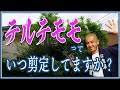 【剪定道】テルテモモ／花を楽しむための剪定のコツ／落葉樹剪定の応用編／照手桃