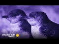 Penguin Behavior and Courtship