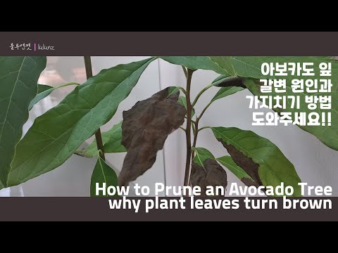 아보카도잎 갈변 원인과 아보카도 가지치기 도와주세요! How to Prune an Avocado & Tree why plant leaves turn brown [뉴질랜드 브이로그]