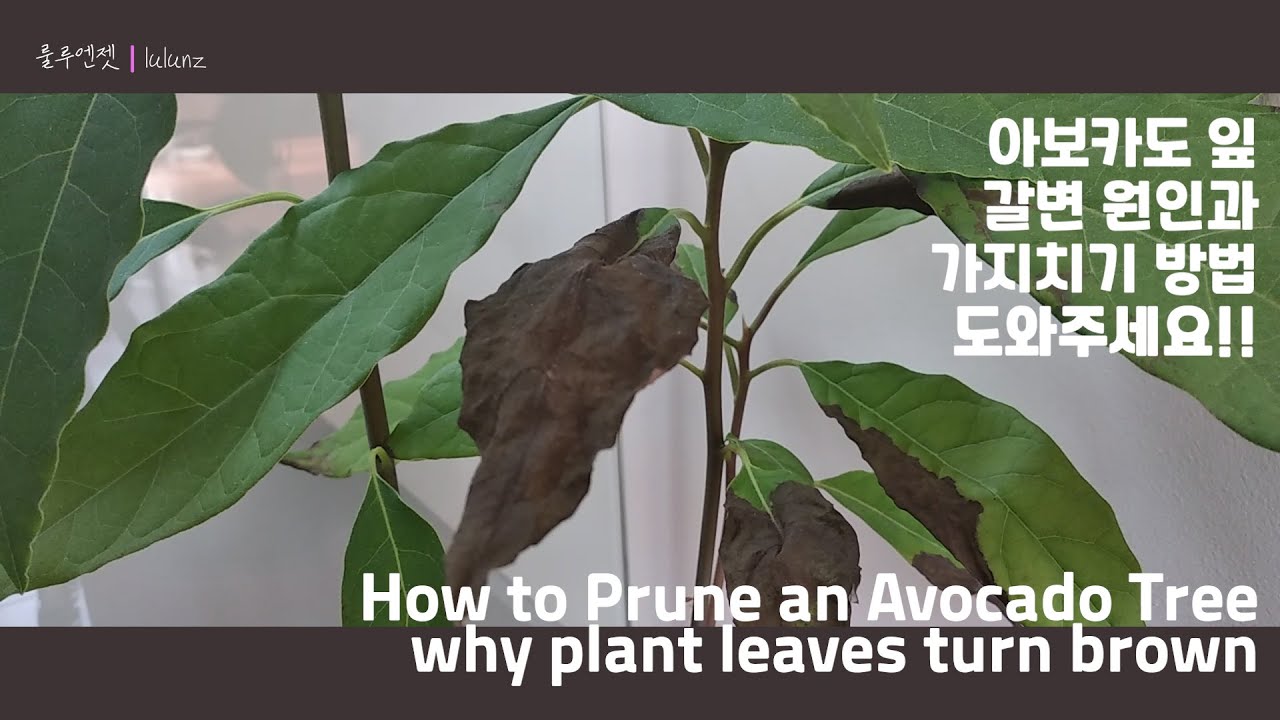 아보카도잎 갈변 원인과 아보카도 가지치기 도와주세요! How to Prune an Avocado & Tree why plant