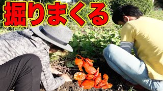 家の畑を掘って食材を探し出す!!