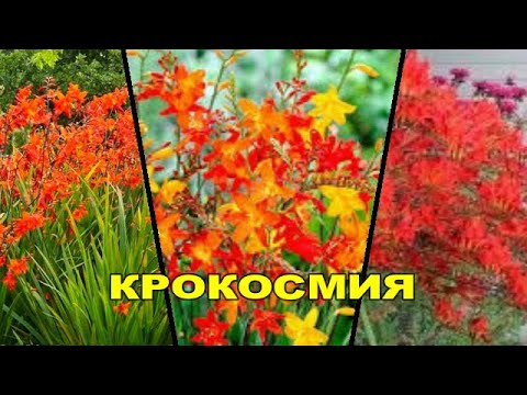 🌸🌸МОНТБРЕЦИЯ - миниатюрный гладиолус!  Проста в уходе, великолепна в срезе