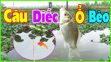 CÂU CÁ SÔNG | Câu Cá Diếc Ổ Bèo, Gặp Đàn Cá Quấn Ổ Không Kịp Giật