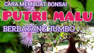 CARA MEMBUAT BONSAI PUTRI MALU BERBATANG GEDE.