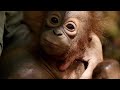 Orangutan Learning and Plant Adaptations