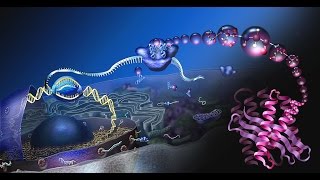 Irreducible Complexity of the Human Cell Disproves Evolution